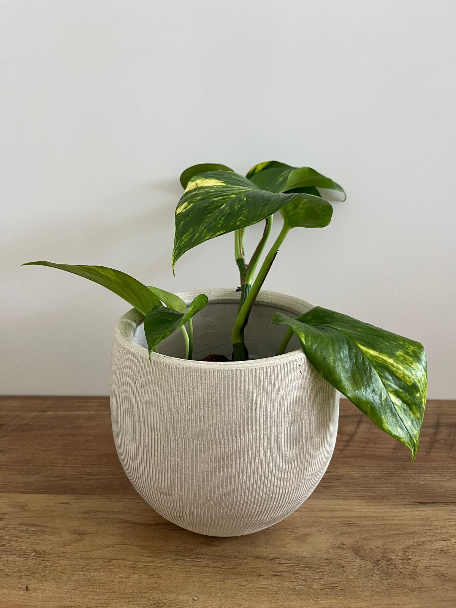 Epipremnum aureum #2