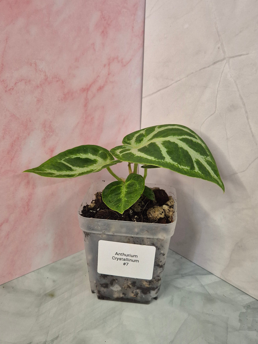 Anthurium Crystallinum #7