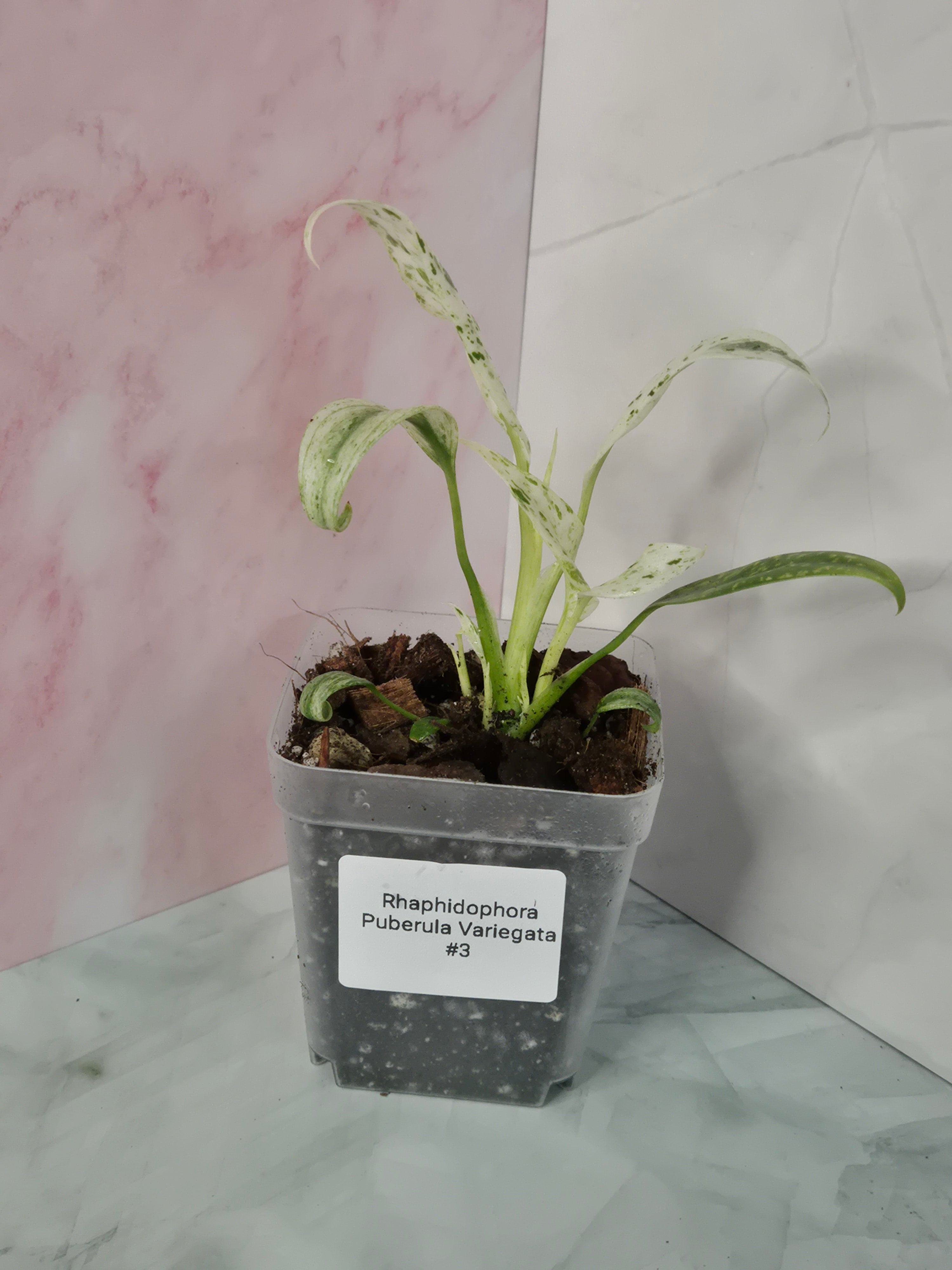 Rhaphidophora Puberula Variegata #3