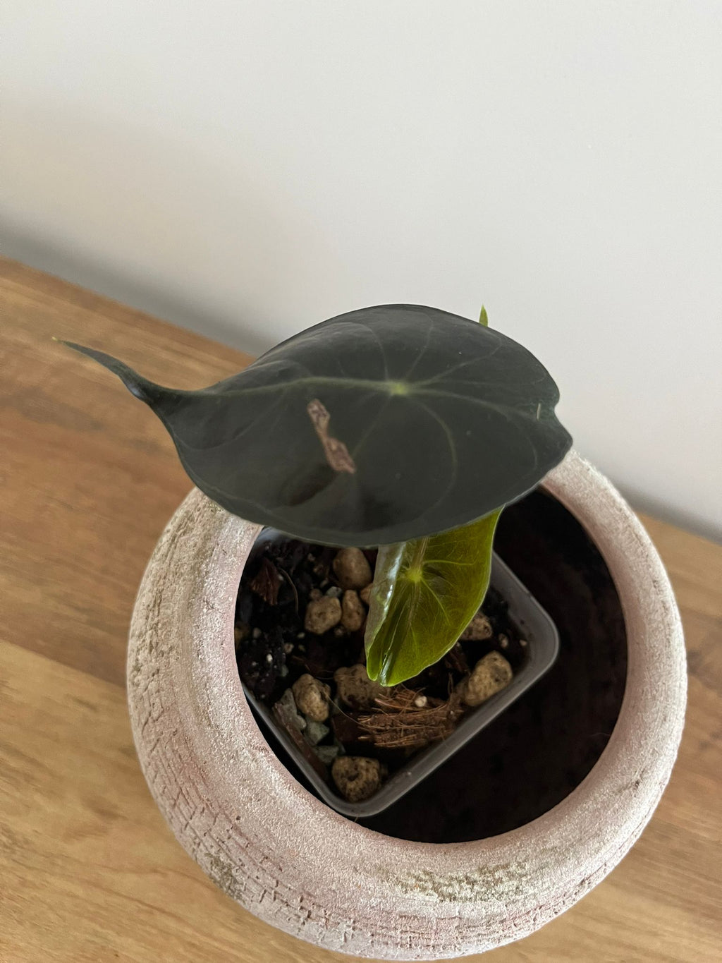 Alocasia Pink Dragon #8