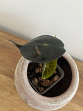 Alocasia Pink Dragon #8