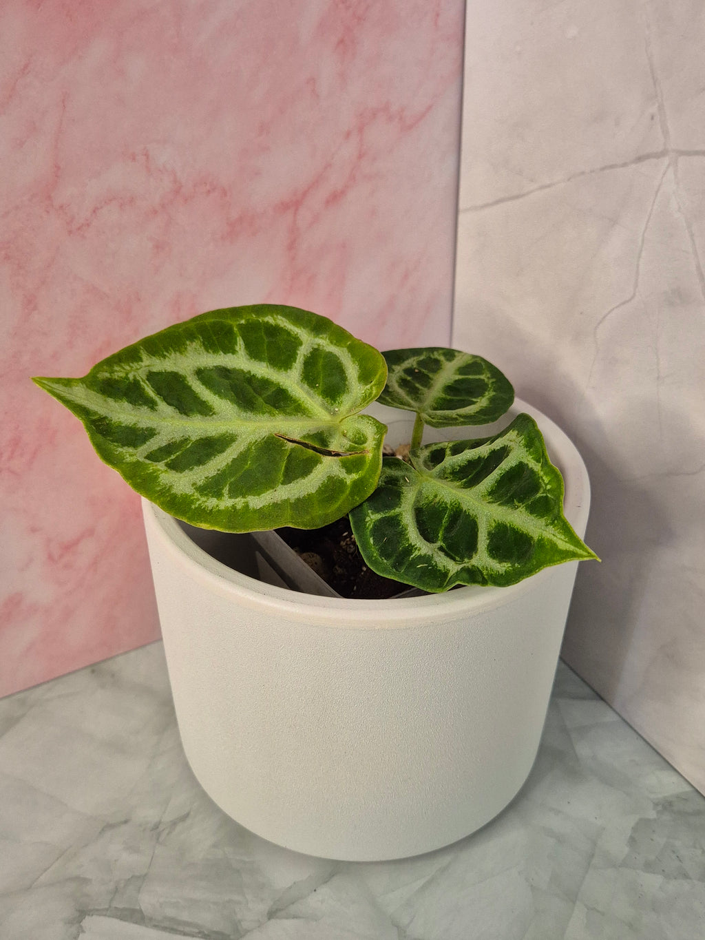 Anthurium Crystallinum #8