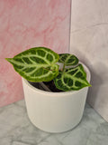 Anthurium Crystallinum #8