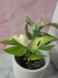 Monstera Minima Variegated #8 (Rhaphidophora Tetrasperma Variegated)