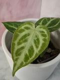 Anthurium Crystallinum #5