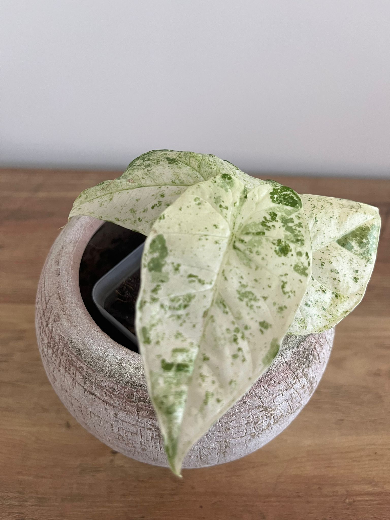 Alocasia Macrorrhiza splash #1