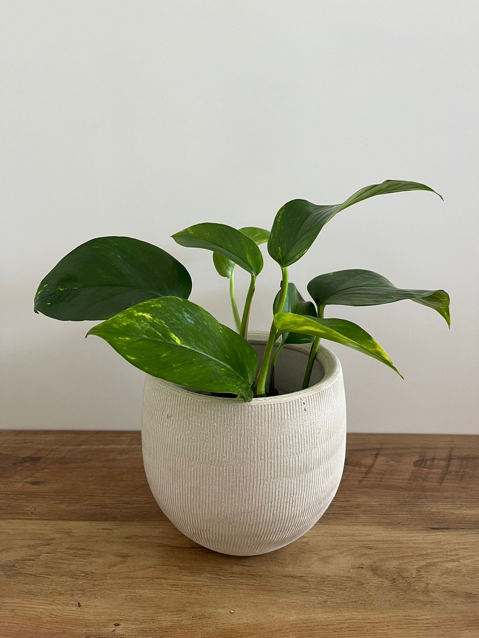 Epipremnum aureum #1