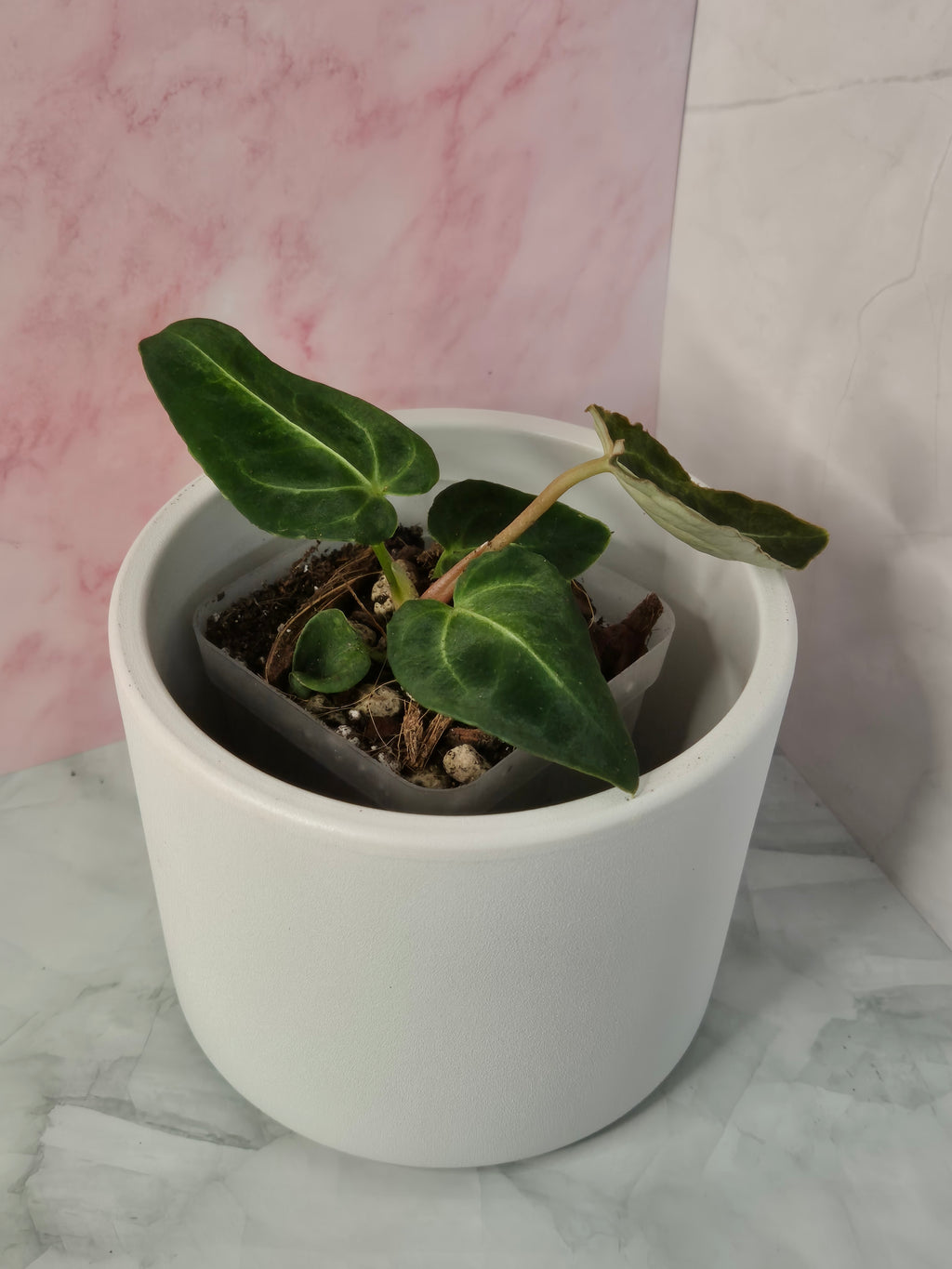 Anthurium Regale #20