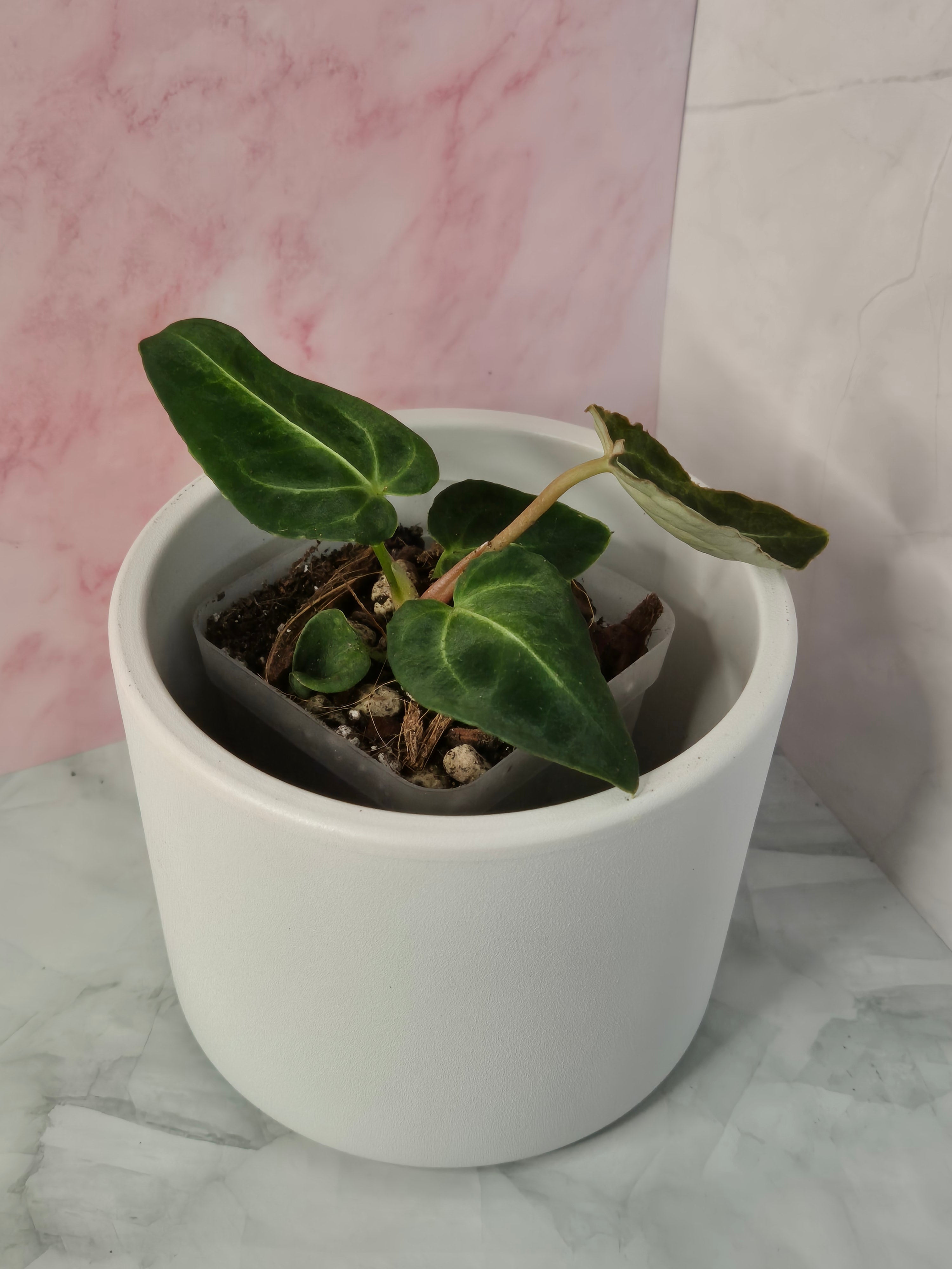 Anthurium Regale #20