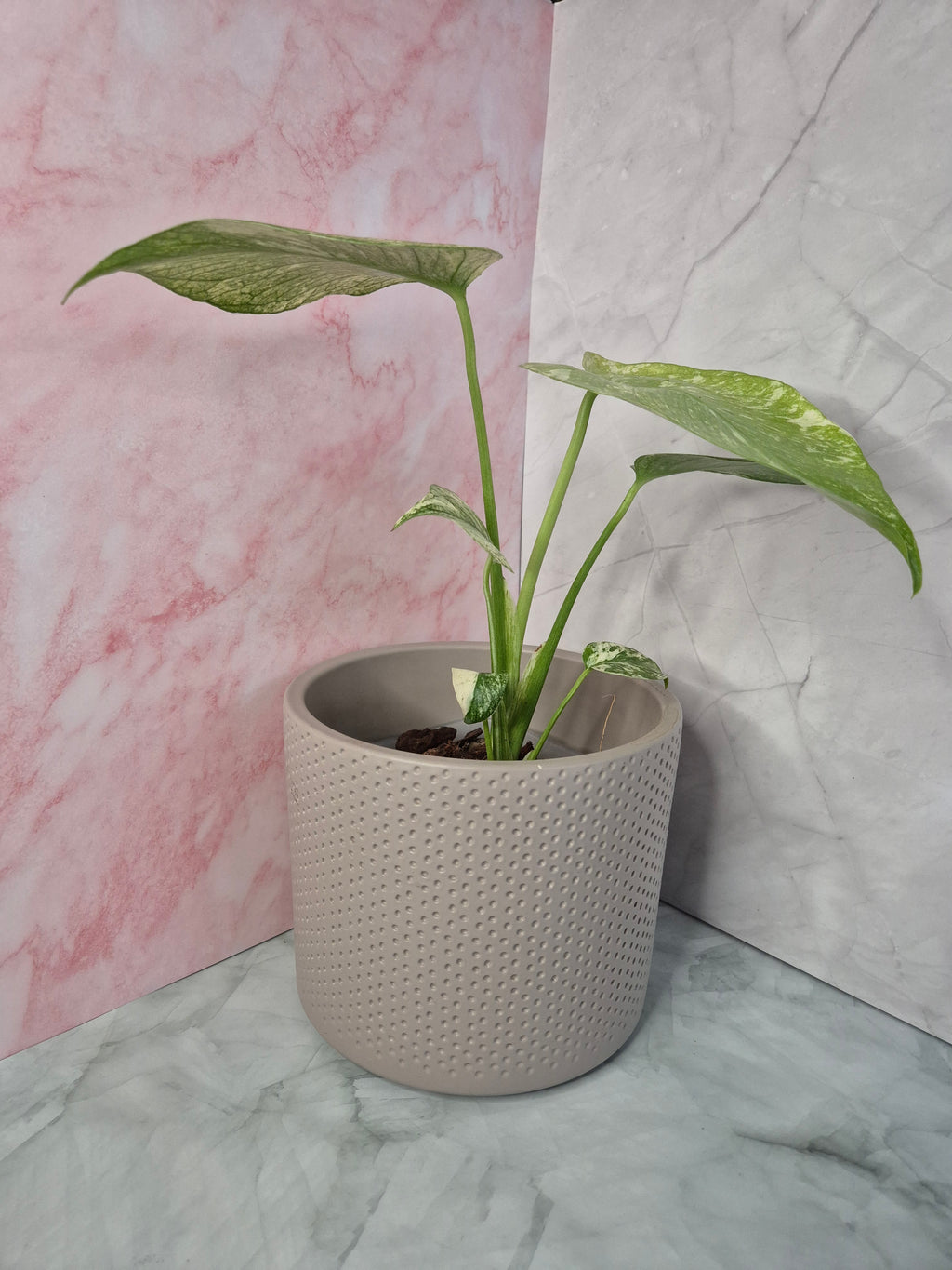 Monstera Mint #3