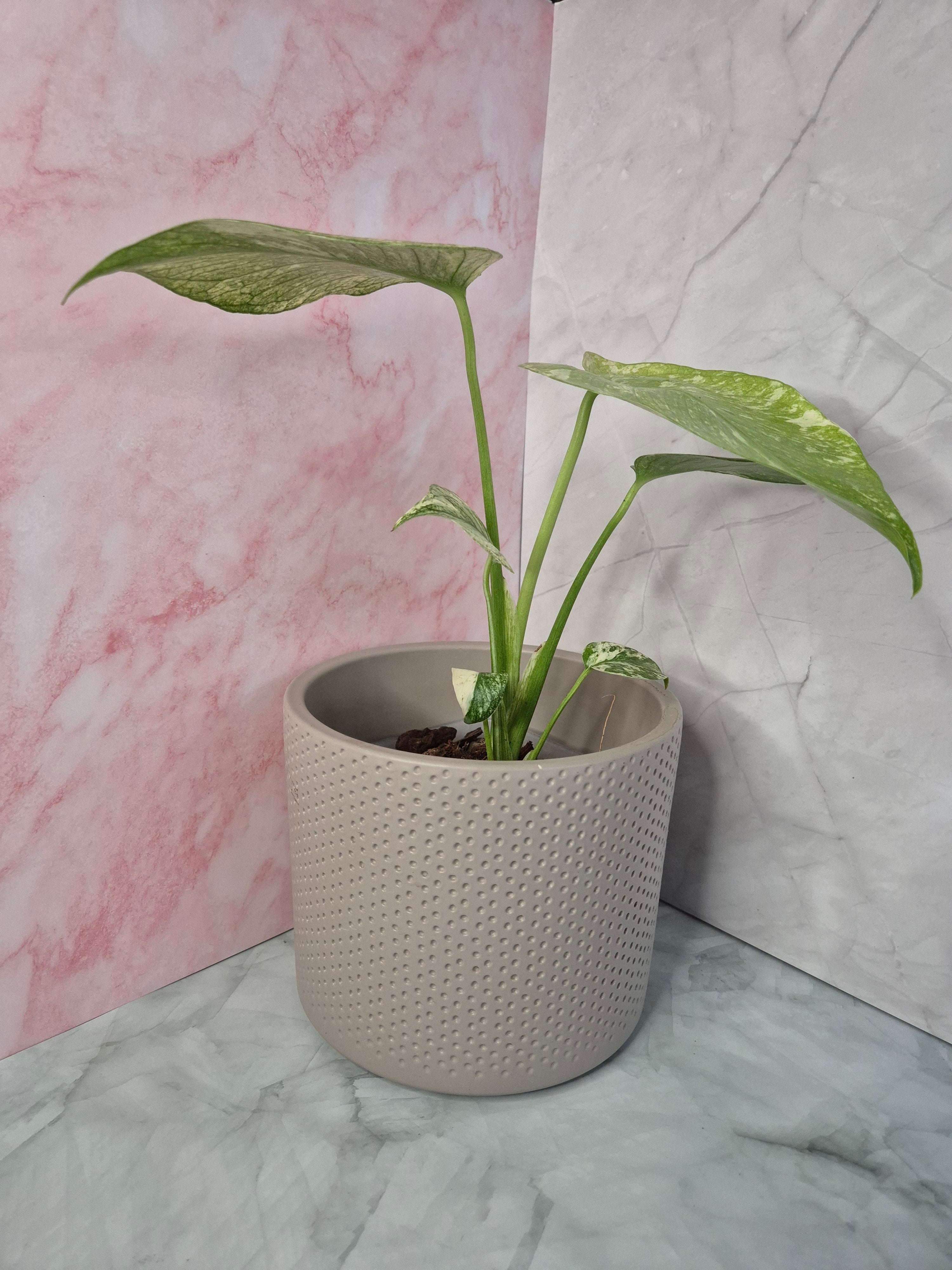 Monstera Mint #3