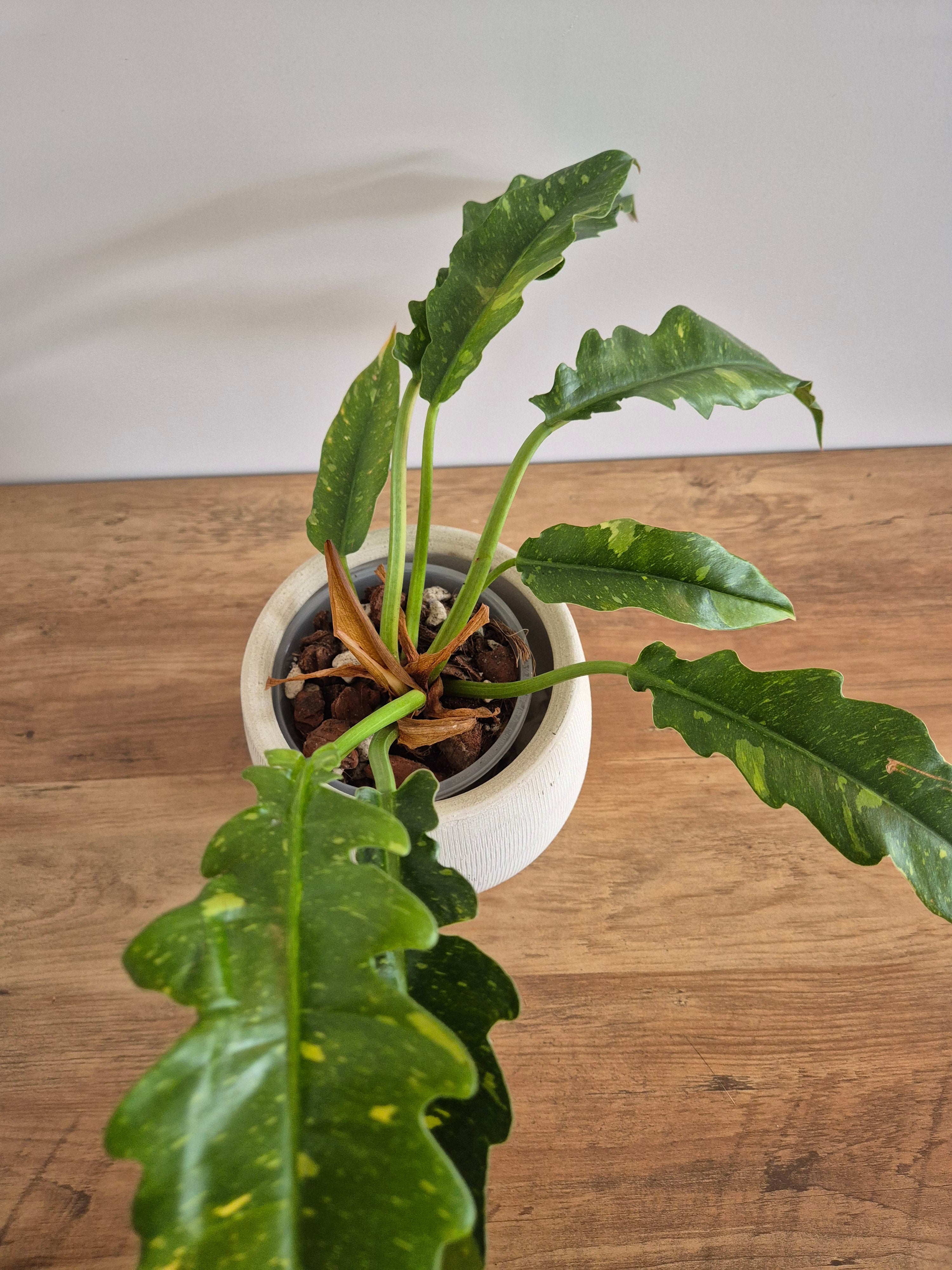 Philodendron Ring of Fire #3