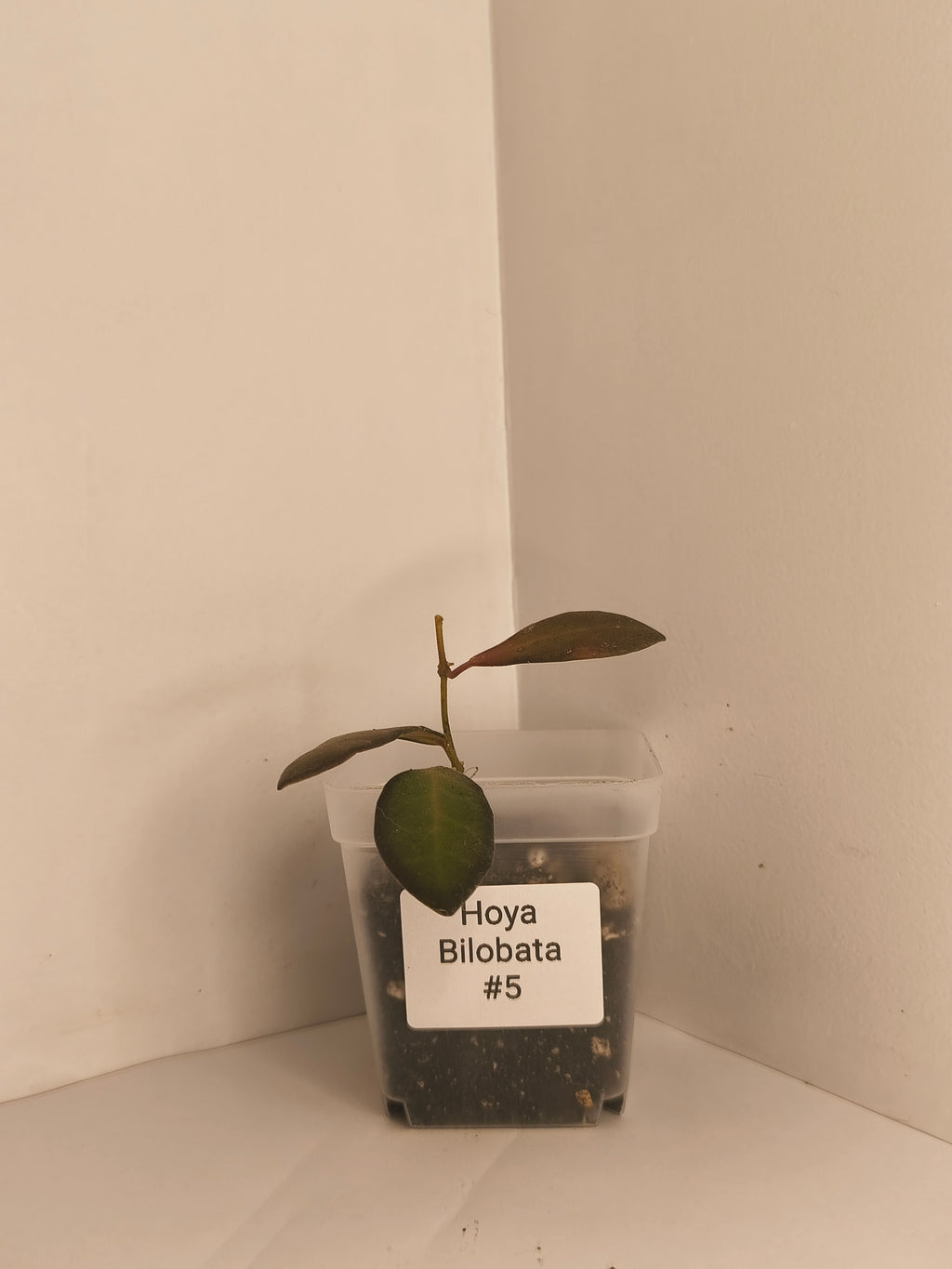 Hoya Bilobata #5