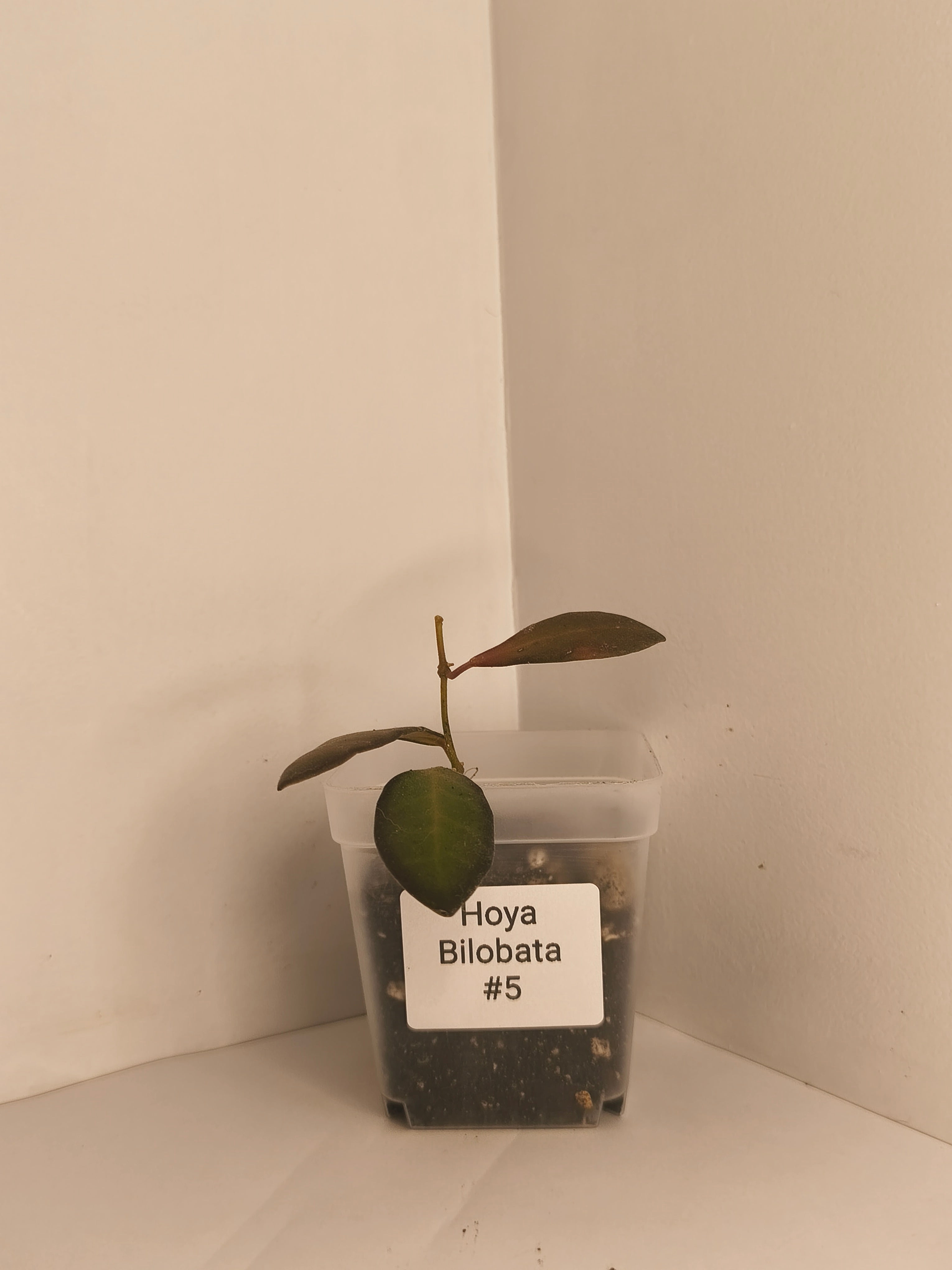Hoya Bilobata #5