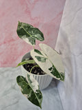 Alocasia Micholitziana Frydek Variegated #8
