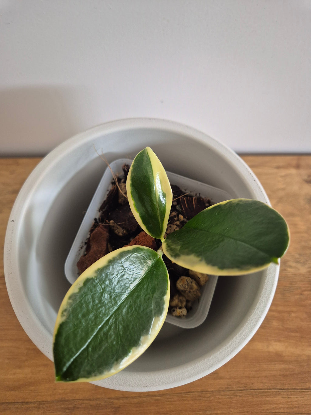 Hoya Australis Variegated #3
