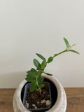 Hoya Cumingiana #3