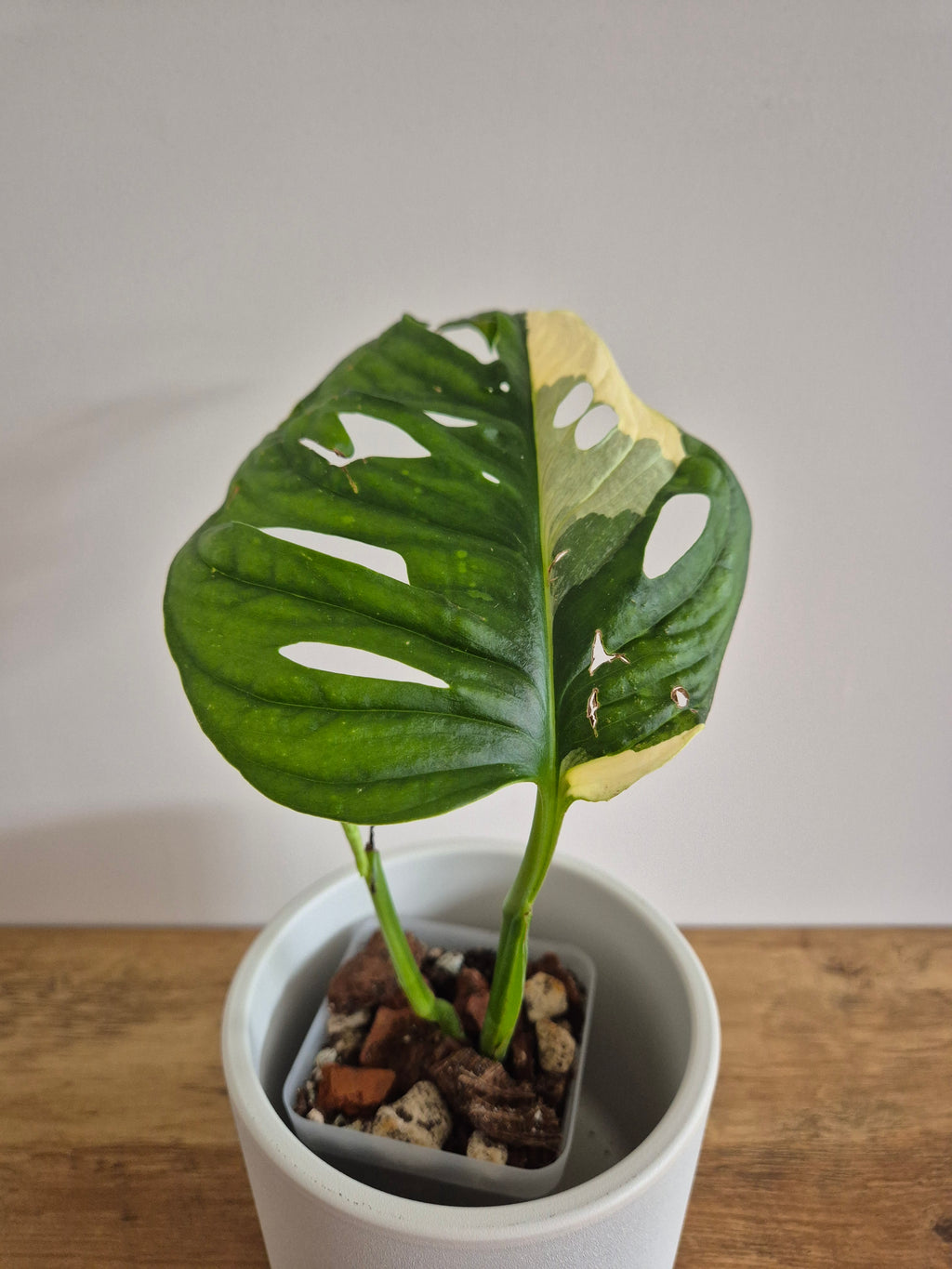 Monstera Obliqua variegated #1