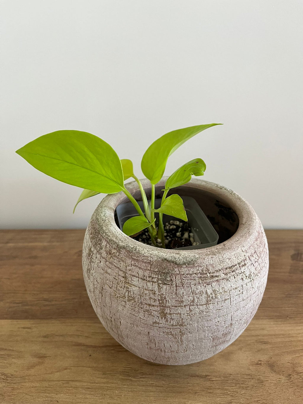 Epipremnum aureum Neon #3