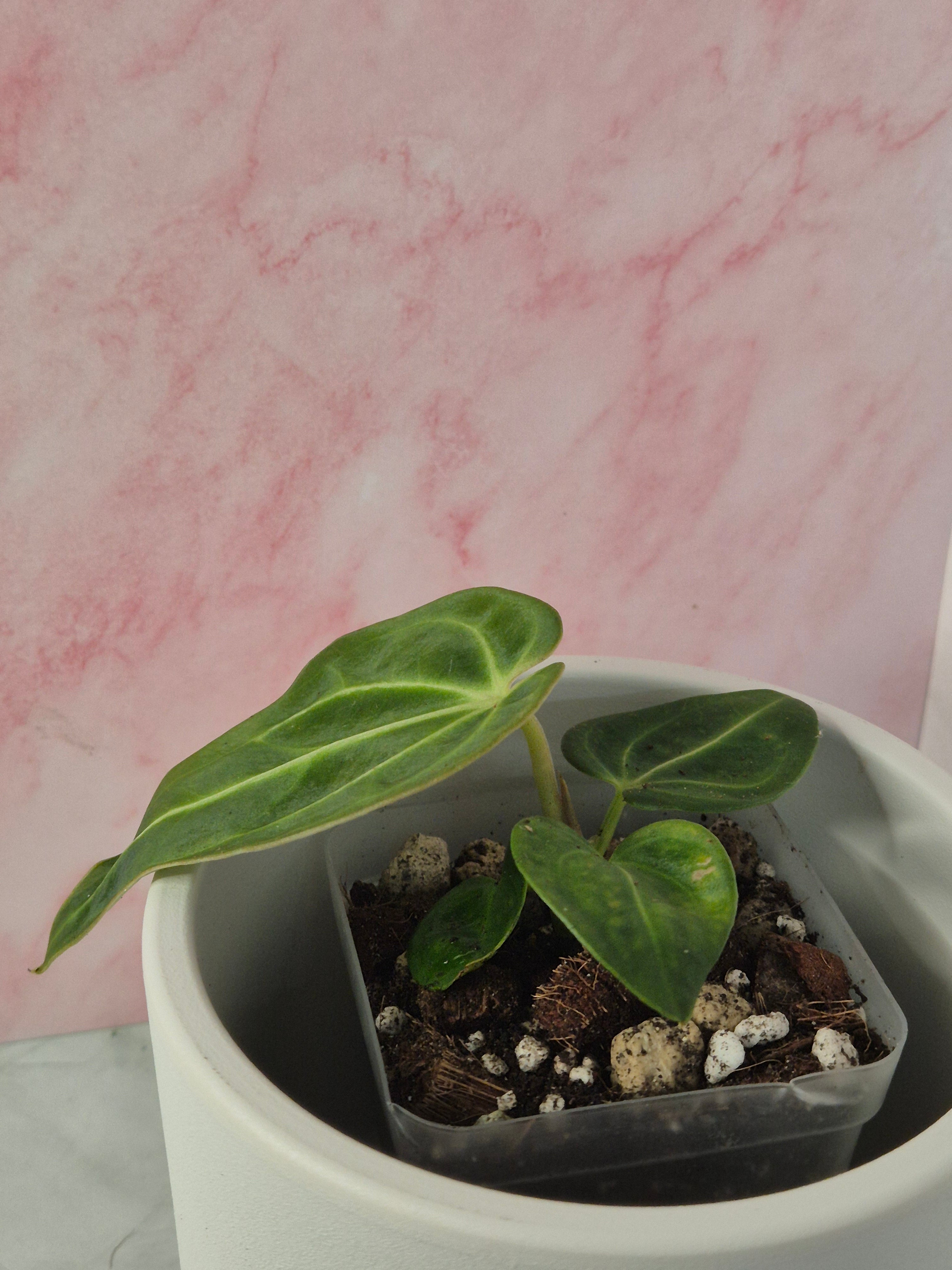 Anthurium Regale #7