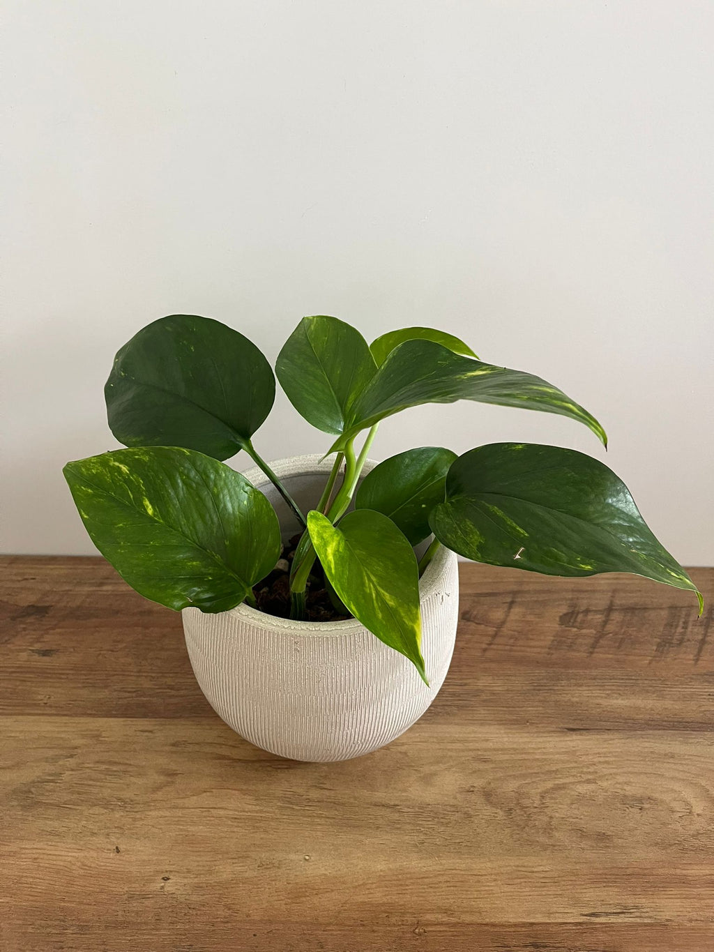 Epipremnum aureum #1