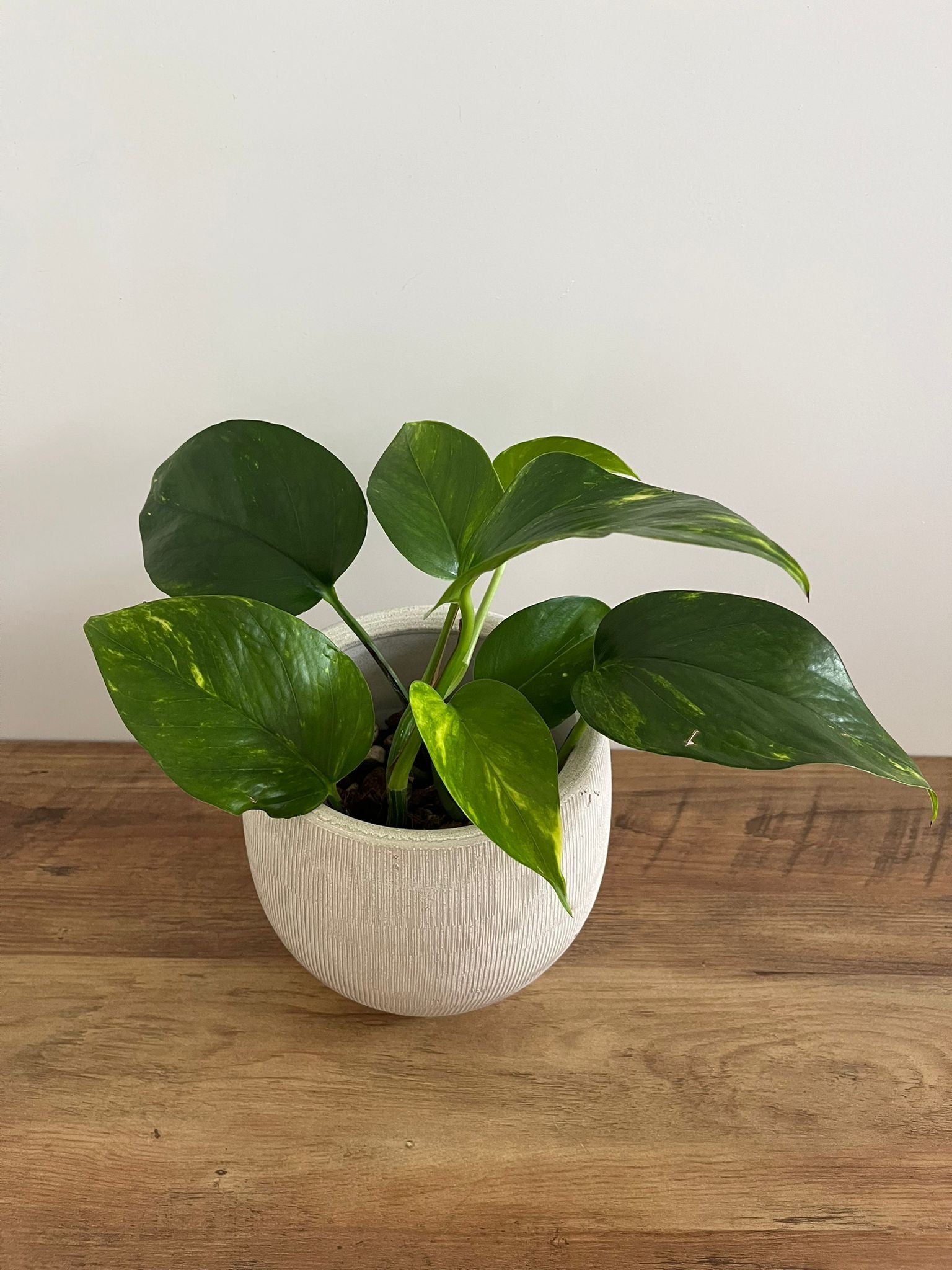 Epipremnum aureum #1