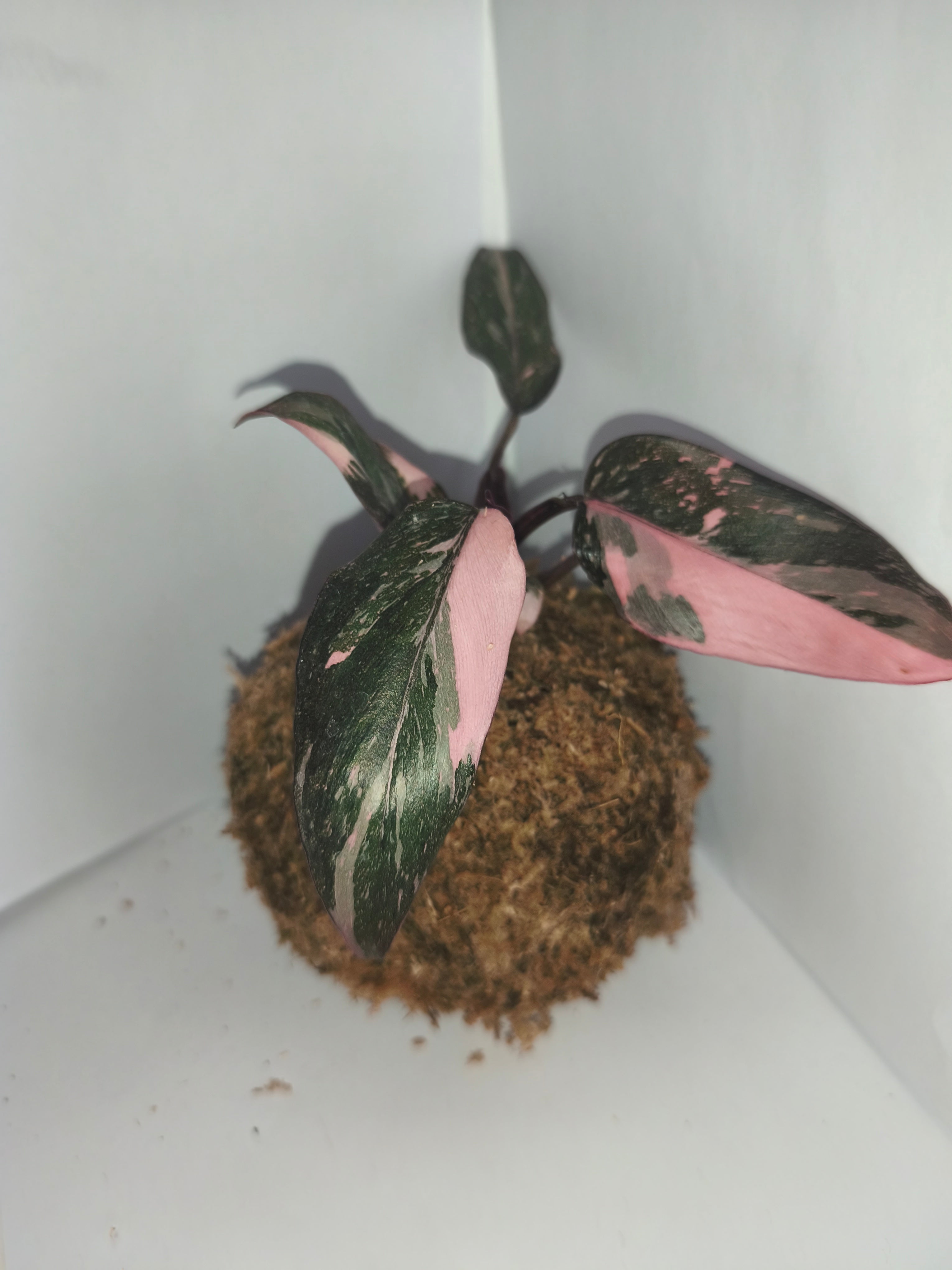Kokedama #2