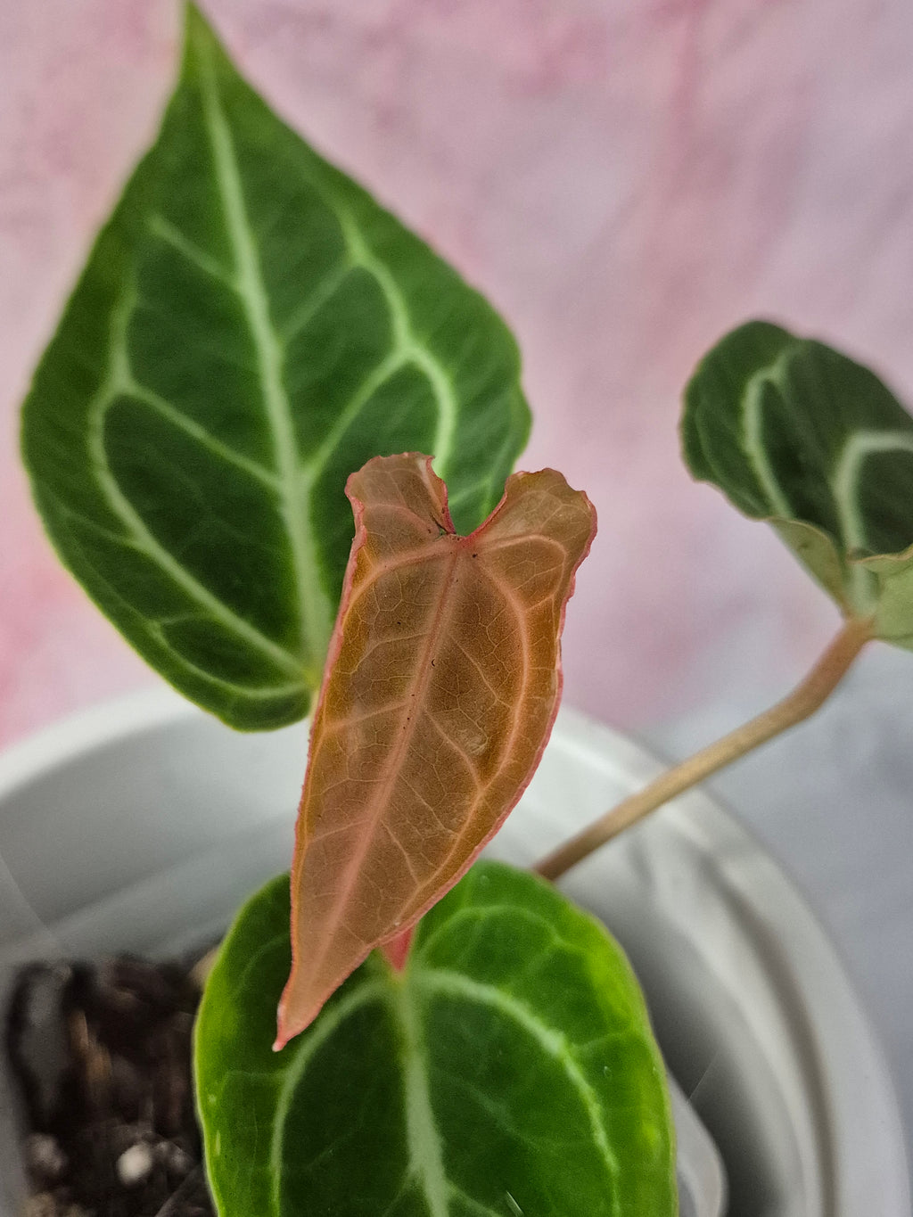 Anthurium Crystallinum x Magnificum #1