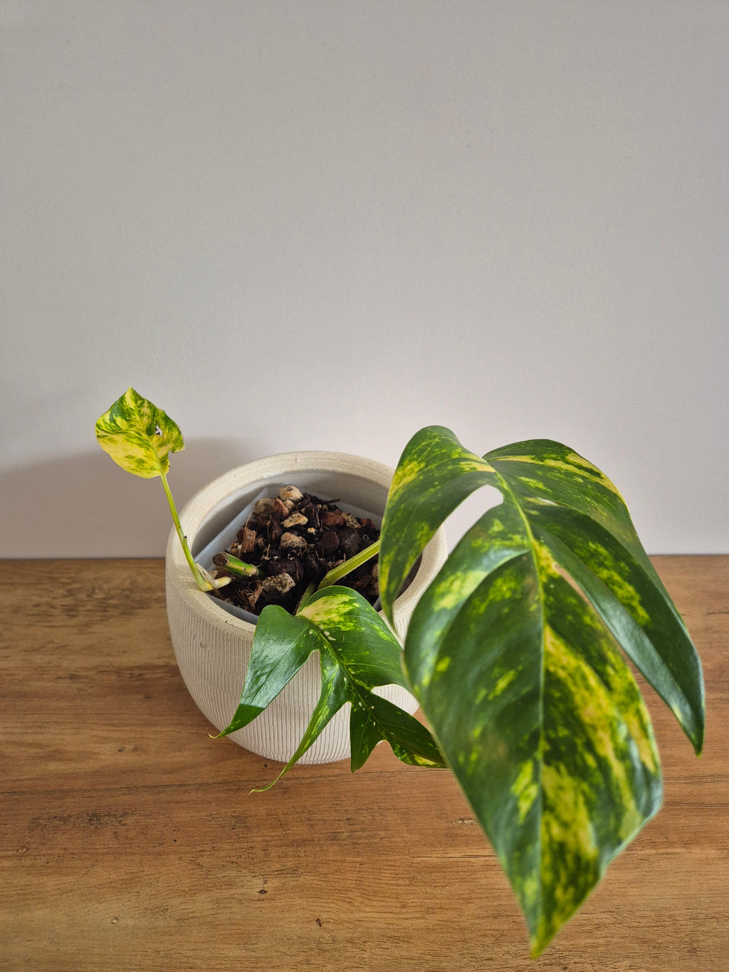 Epipremnum Pinnatum Cintho Goldfinger #4