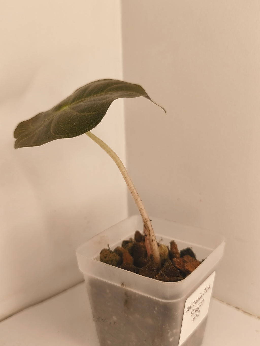 Alocasia Pink Dragon #10