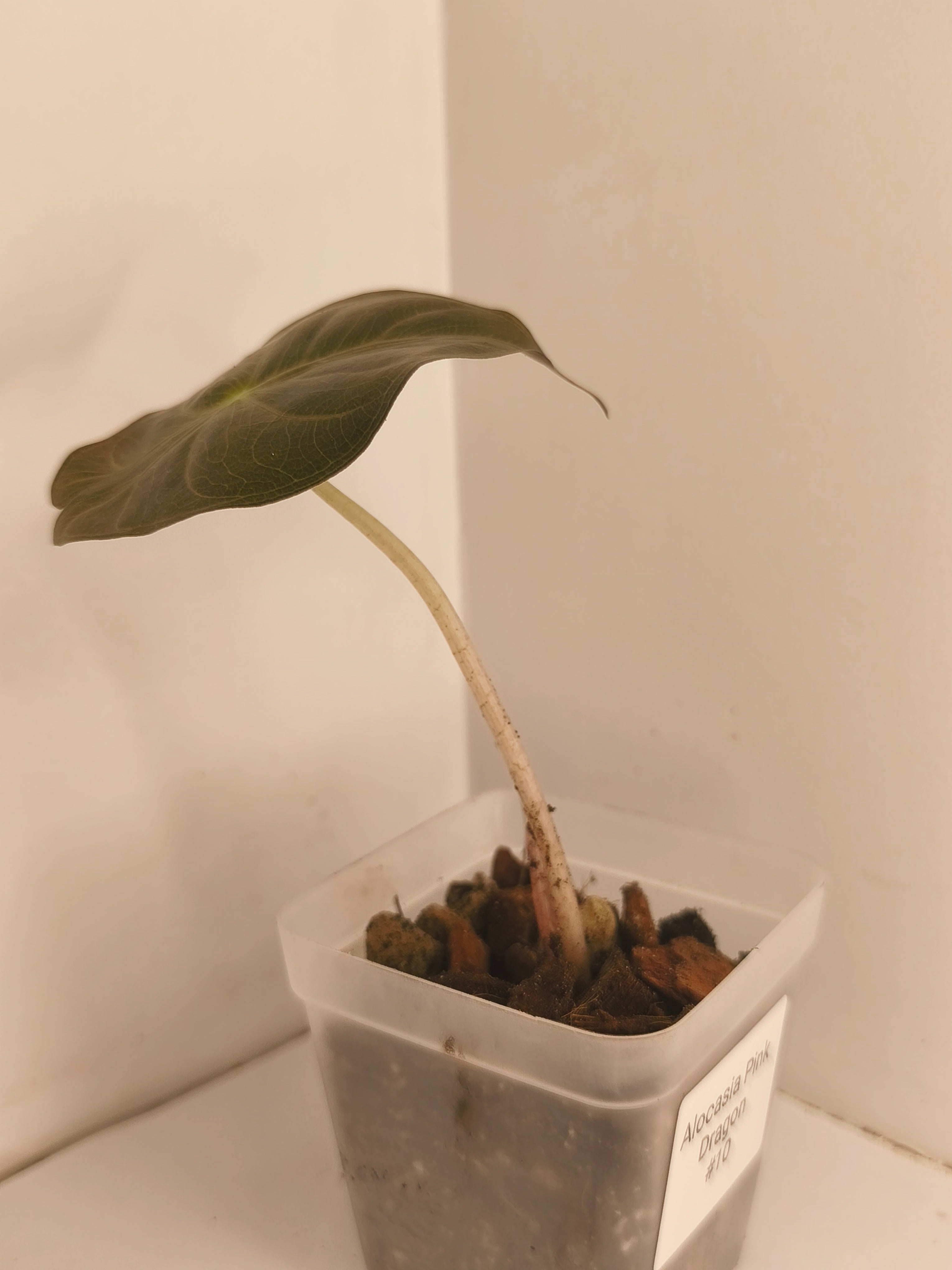 Alocasia Pink Dragon #10