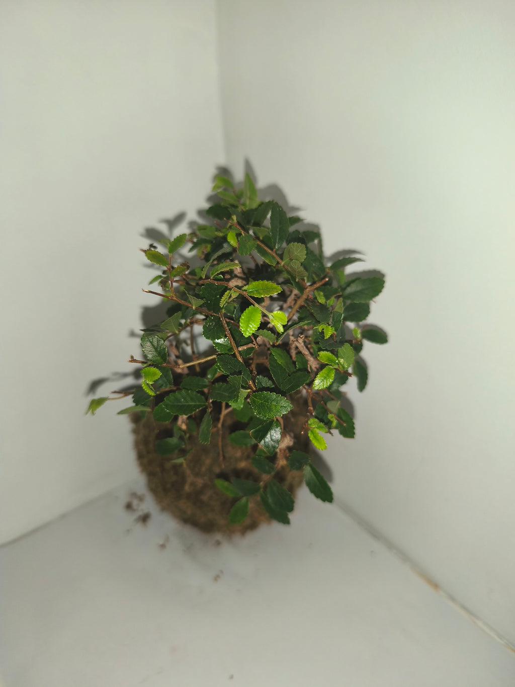 Kokedama #8