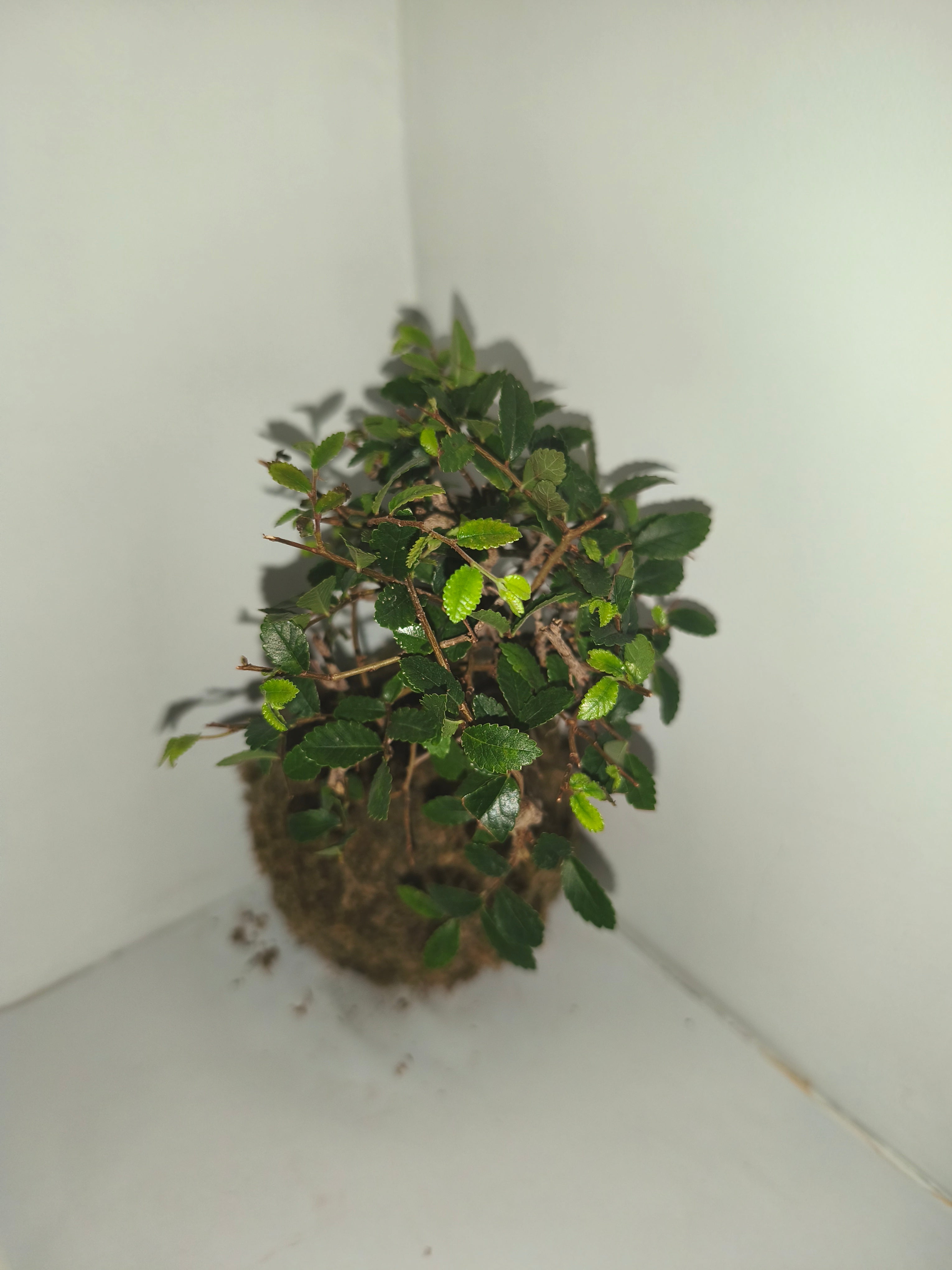 Kokedama #8