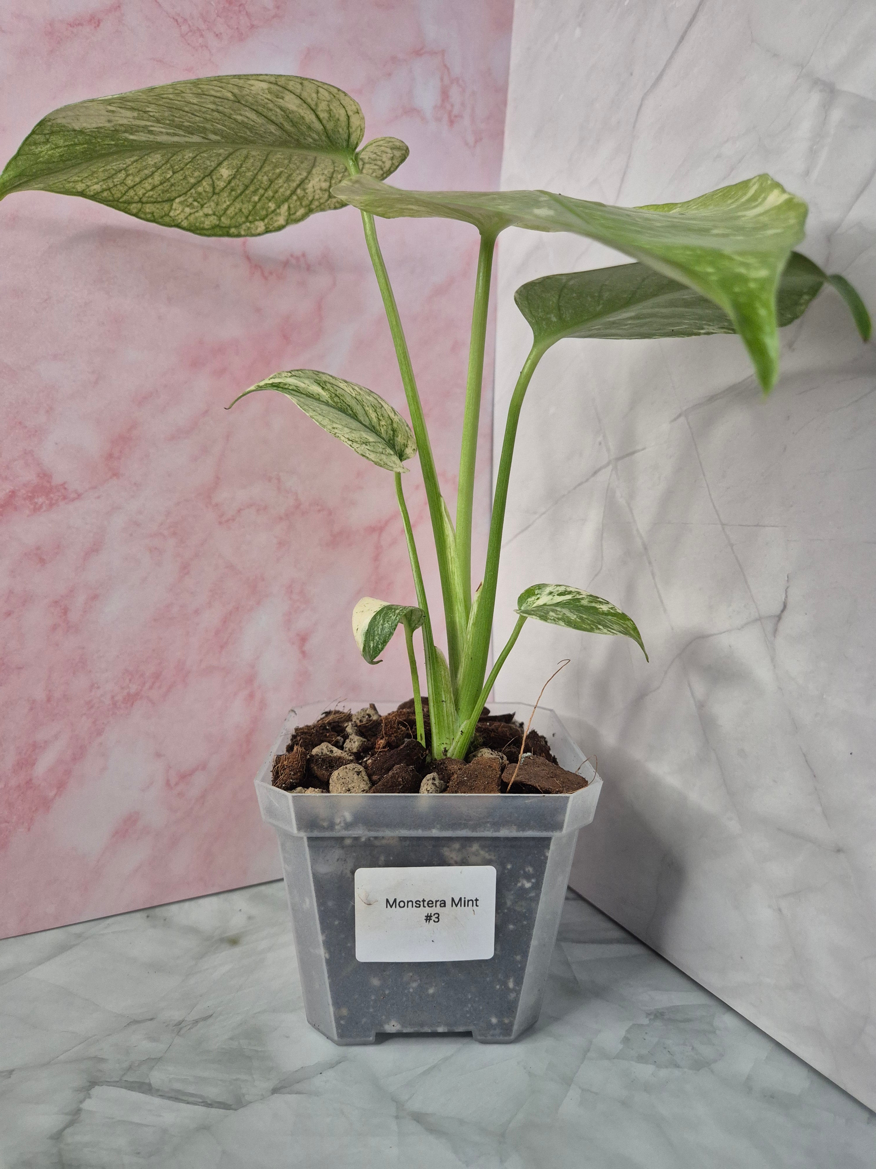 Monstera Mint #3