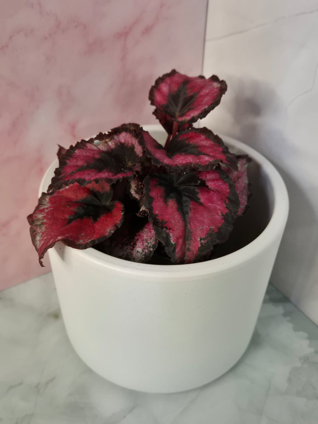 Begonia Red Heart #12