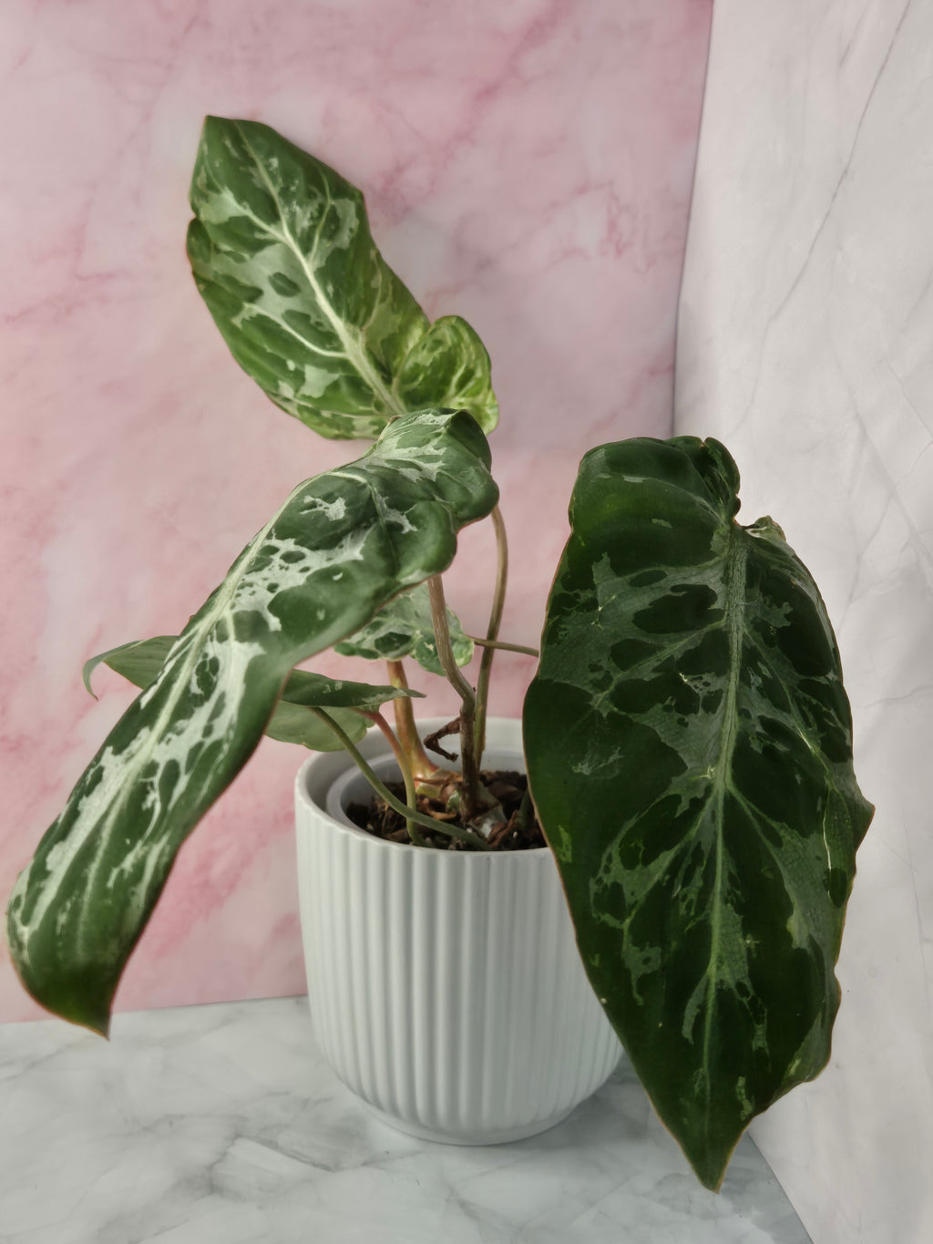 Philodendron Gloriosum Snow Leopard #1
