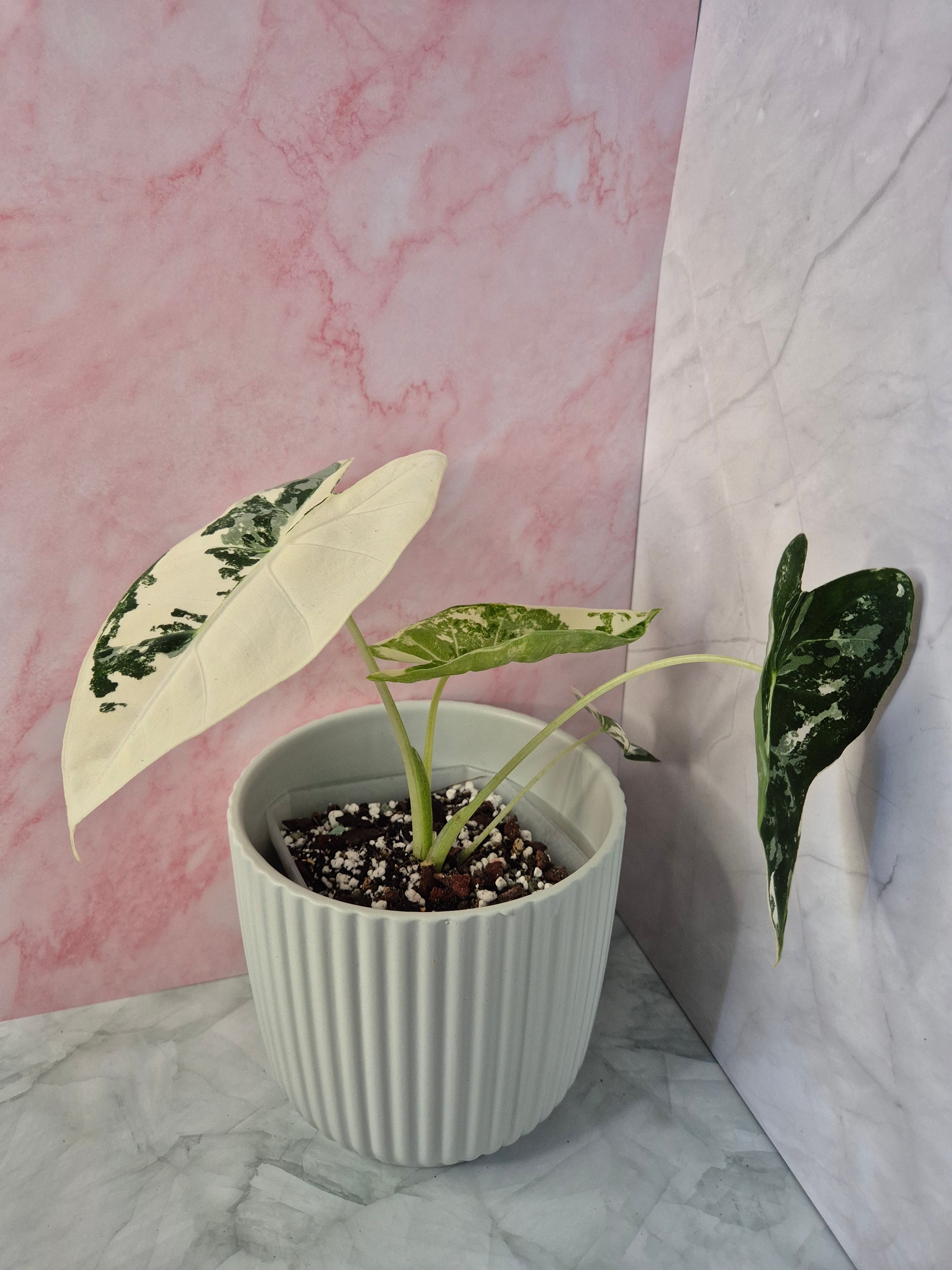 Alocasia Micholitziana Frydek Variegated #6