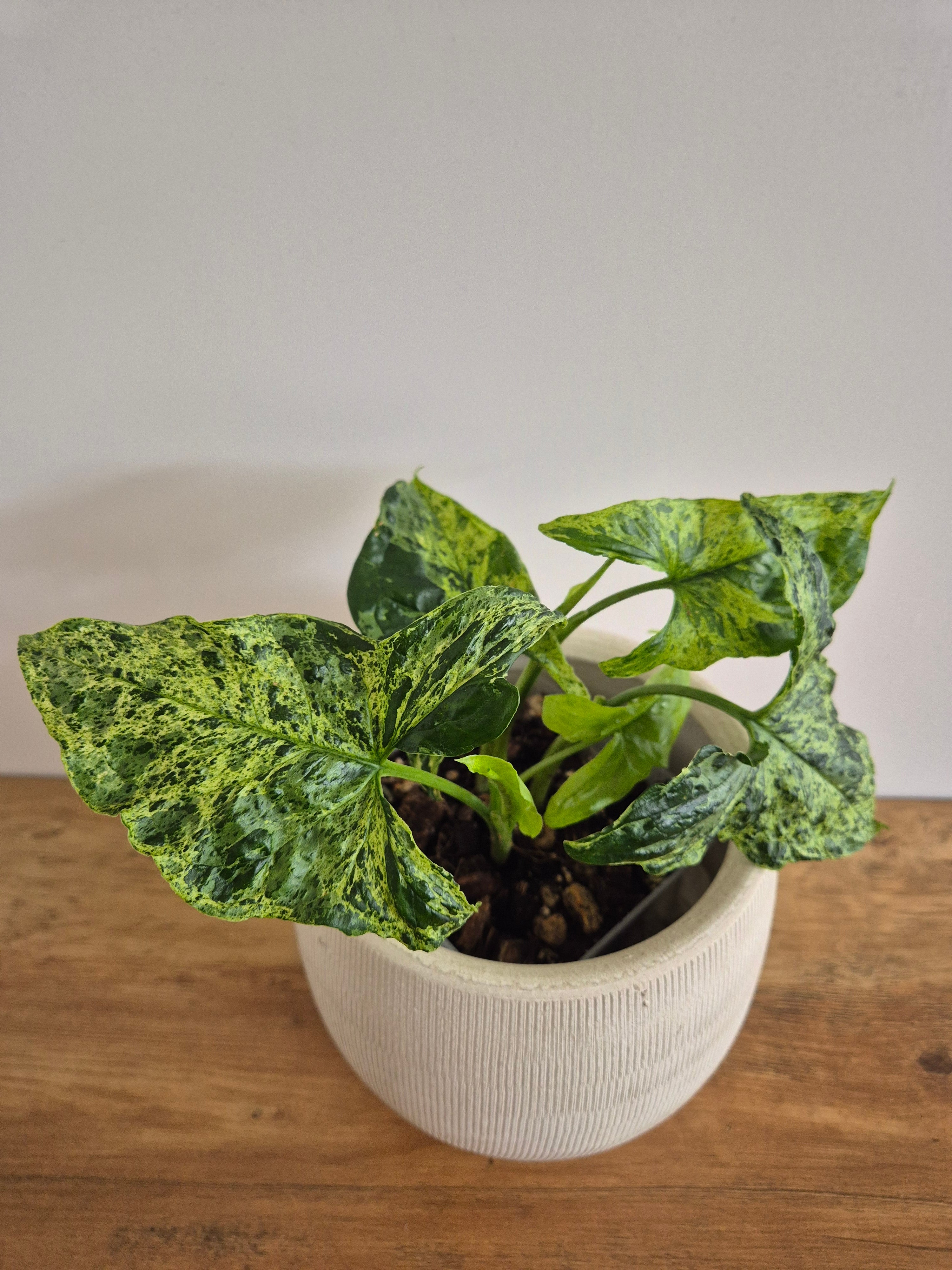 Syngonium Mottled #2