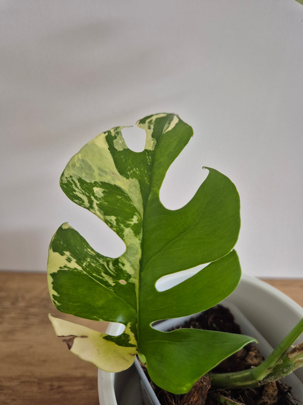Monstera Minima Variegated #1 (Rhaphidophora Tetrasperma variegated)