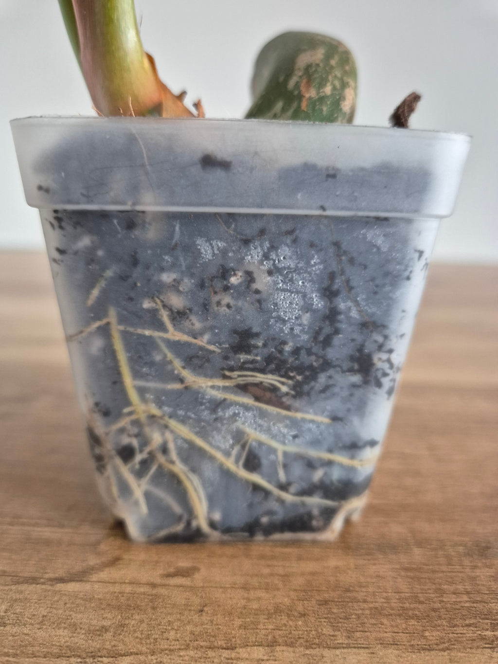 Philodendron McDowell #1