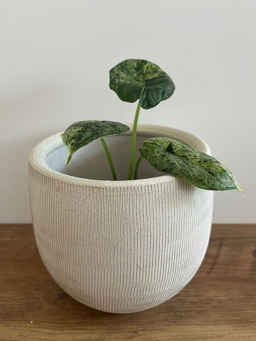 Alocasia Dragon Scale Mint #1