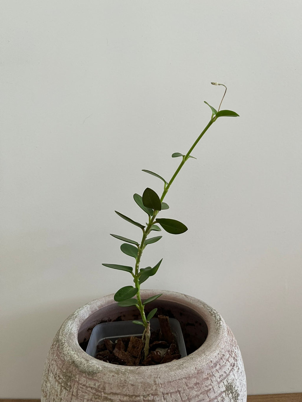 Hoya Cumingiana #3