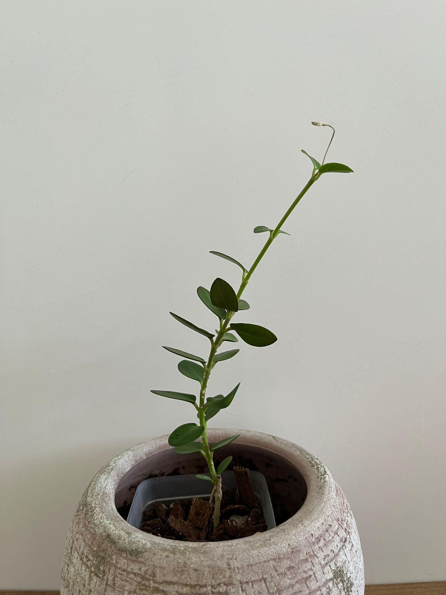 Hoya Cumingiana #3