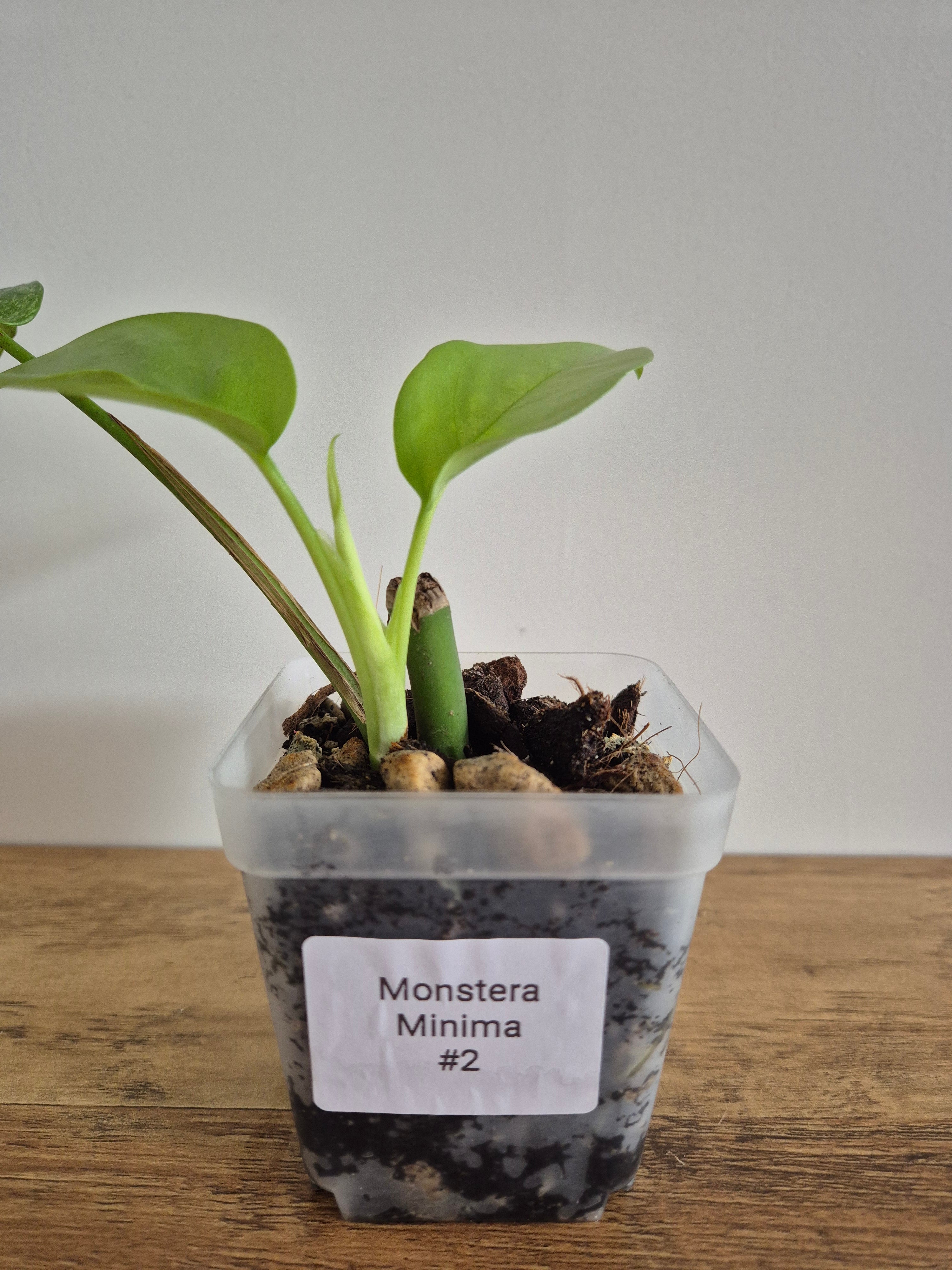 Monstera Minima #2 (Rhaphidophora Tetrasperma)