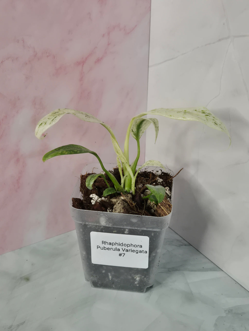 Rhaphidophora Puberula Variegata #7
