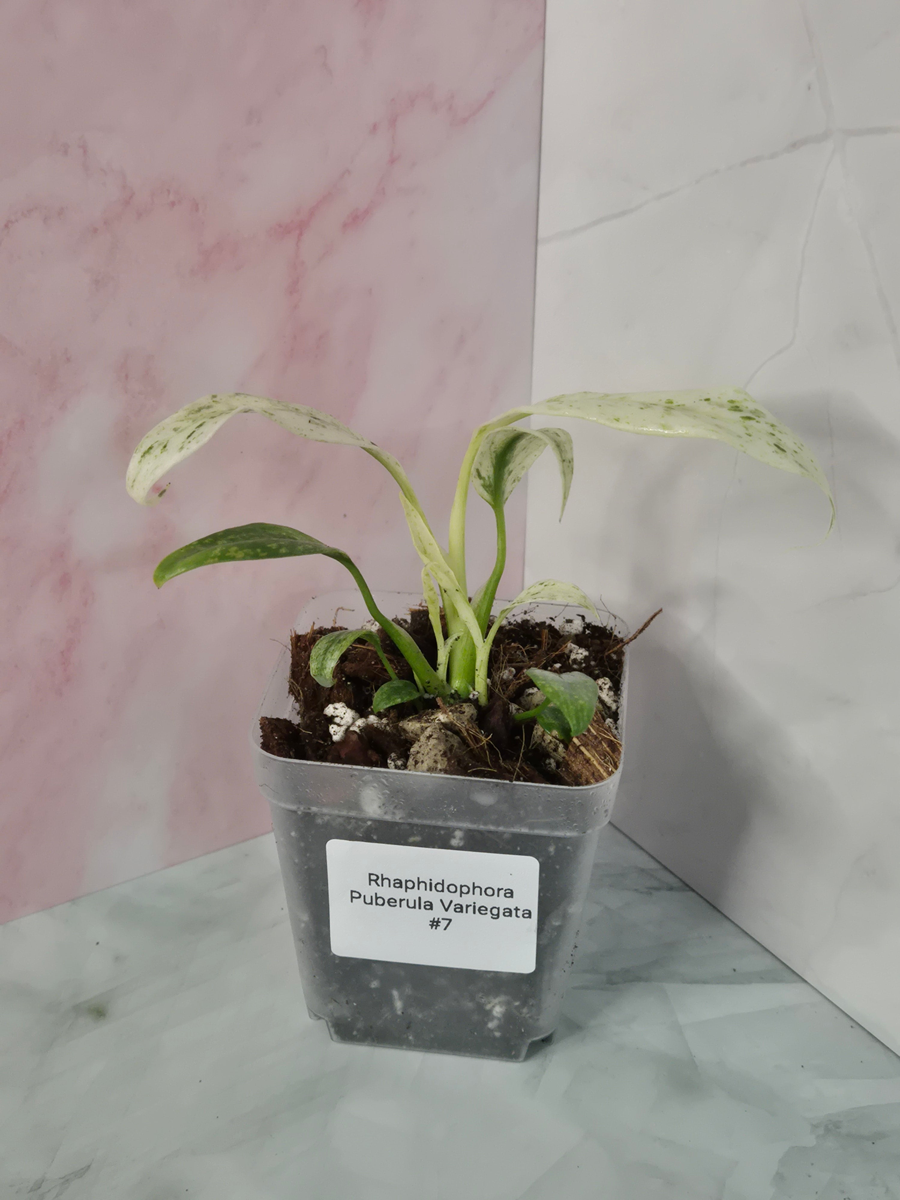 Rhaphidophora Puberula Variegata #7