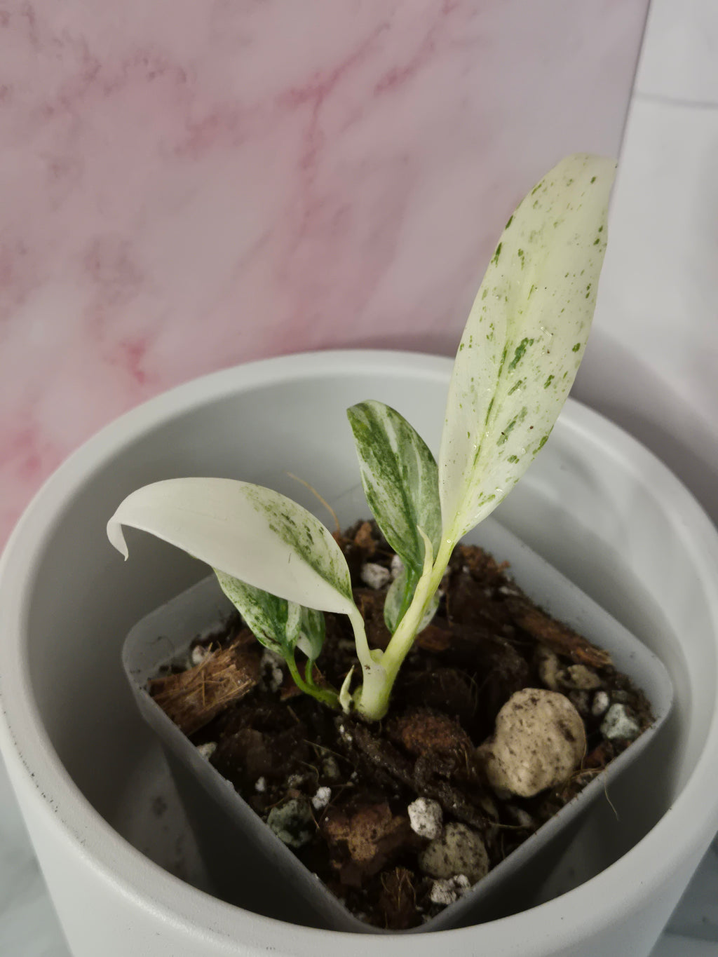 Rhaphidophora Puberula Variegata #1
