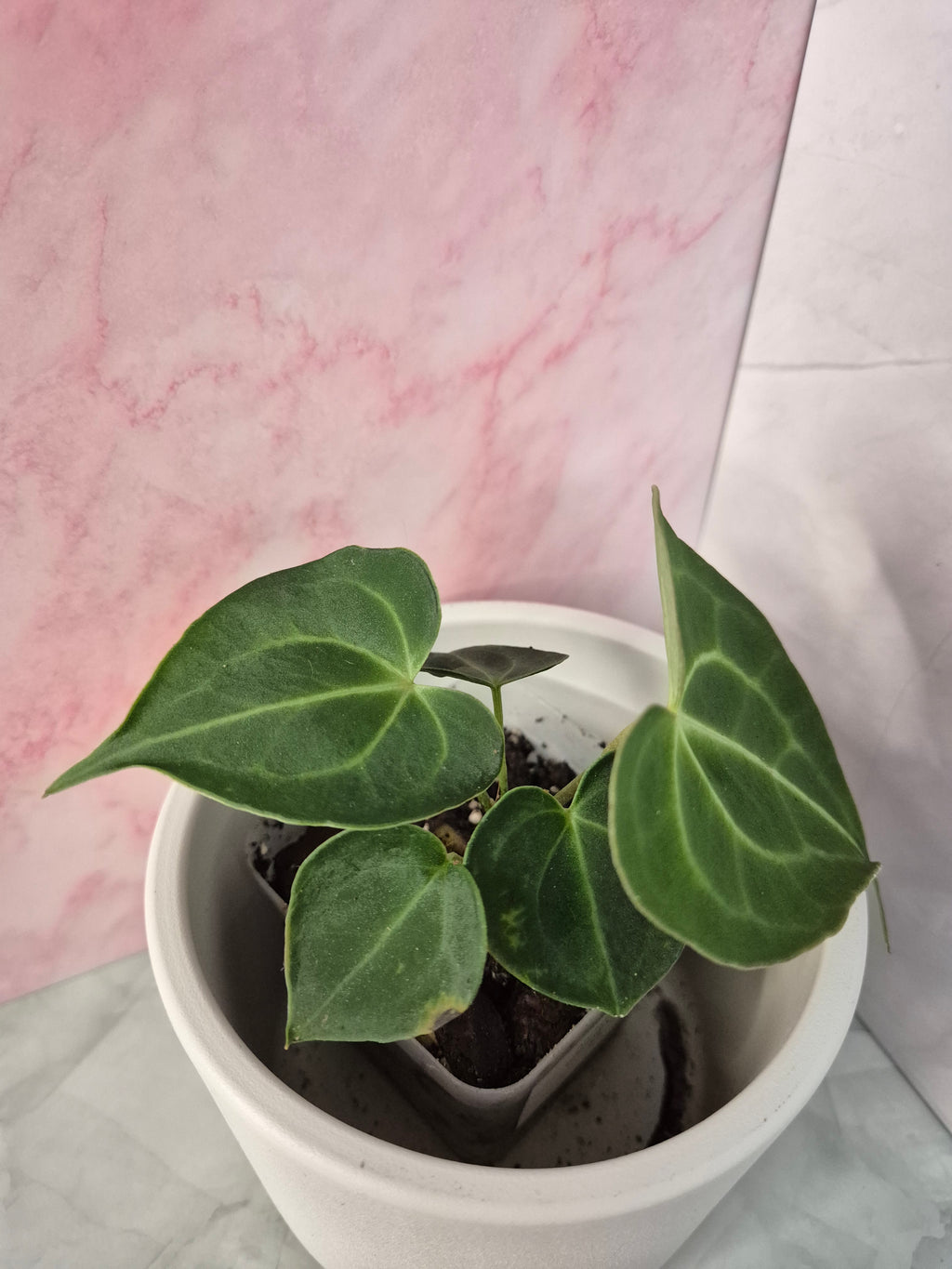 Anthurium Clarinervium #3