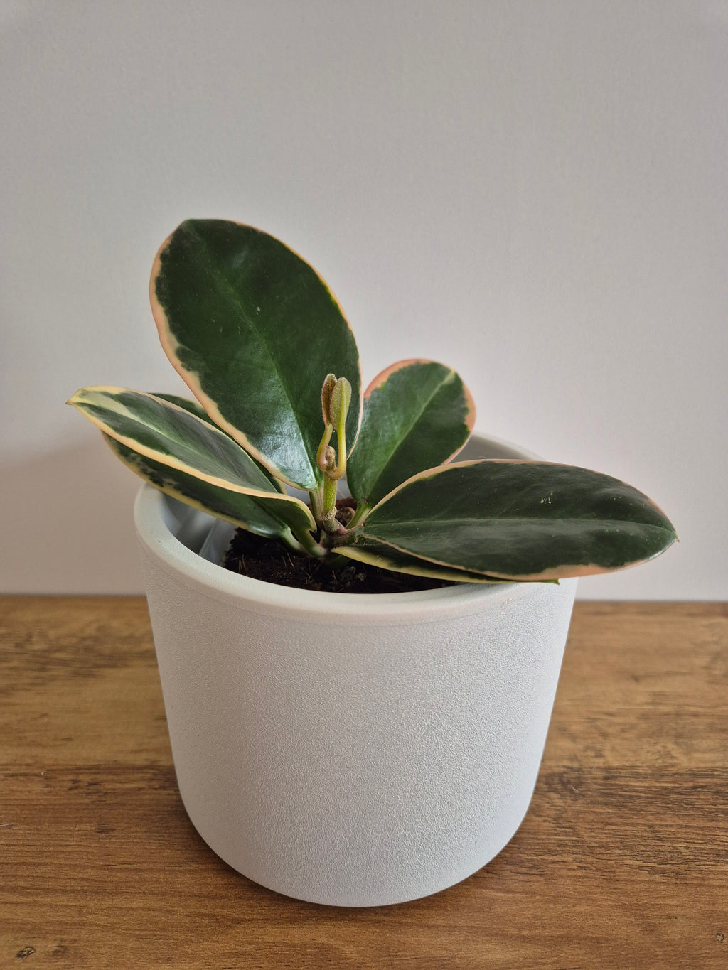 Hoya Australis Variegated #5