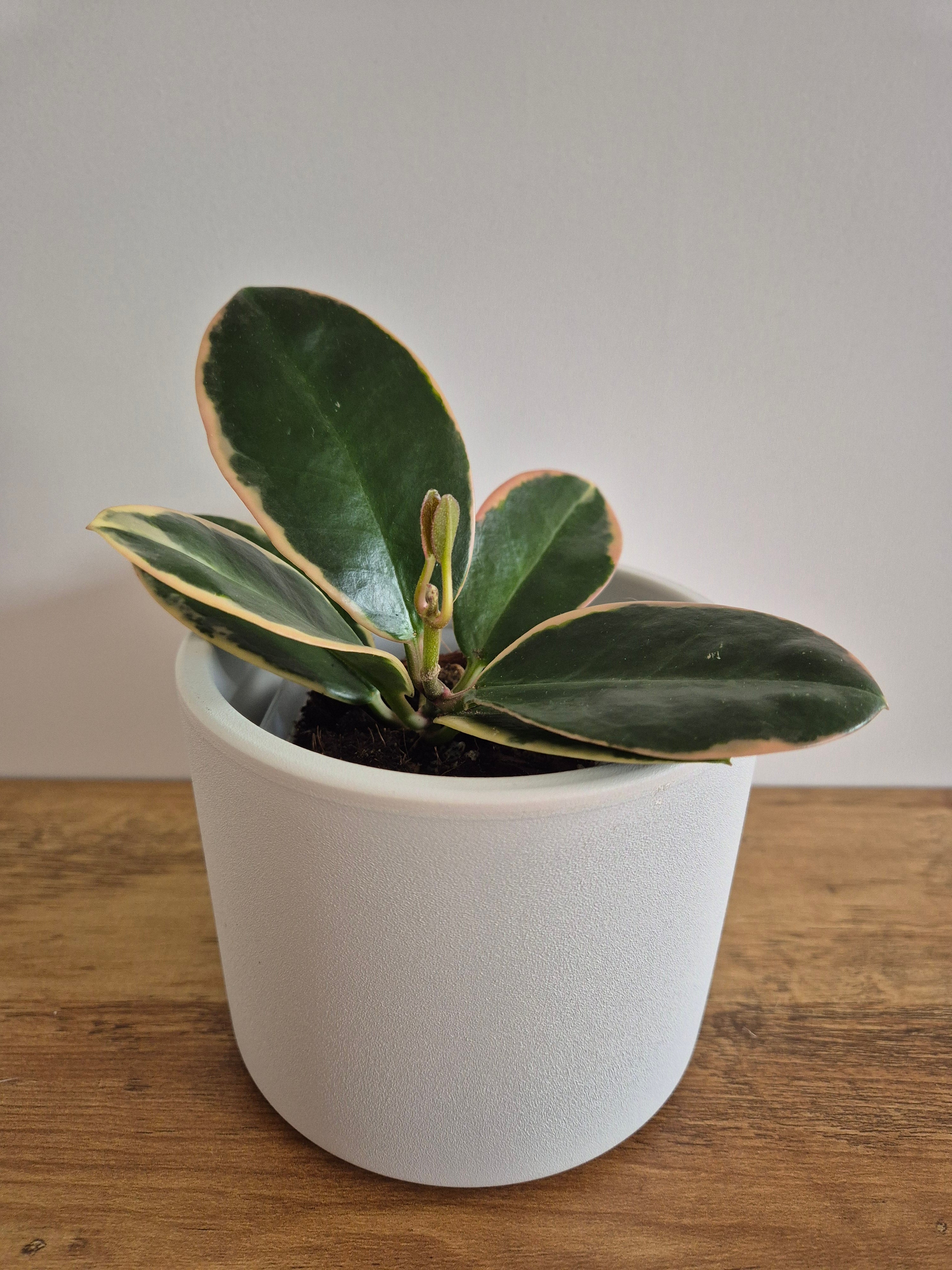 Hoya Australis Variegated #5
